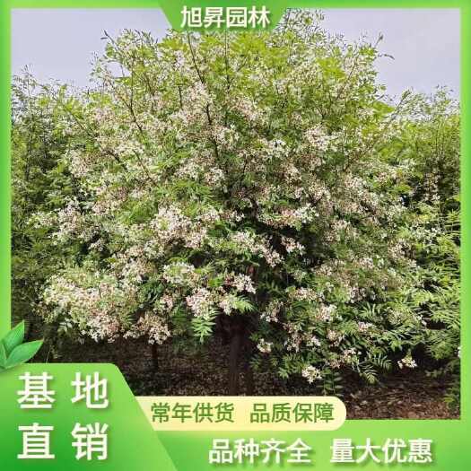 文冠果树苗  文冠果，5-6公分文冠果