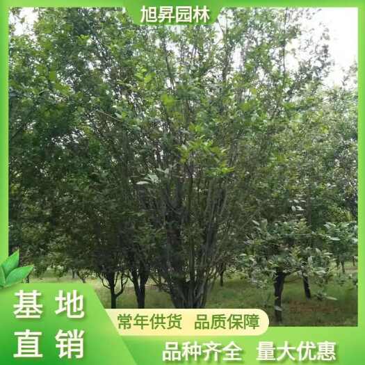 泰安基地供应12公分西府海棠，13-14公分西府海棠价格
