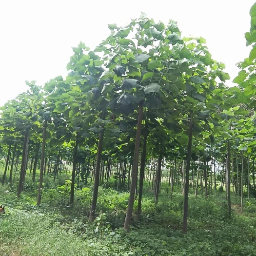 紫花泡桐