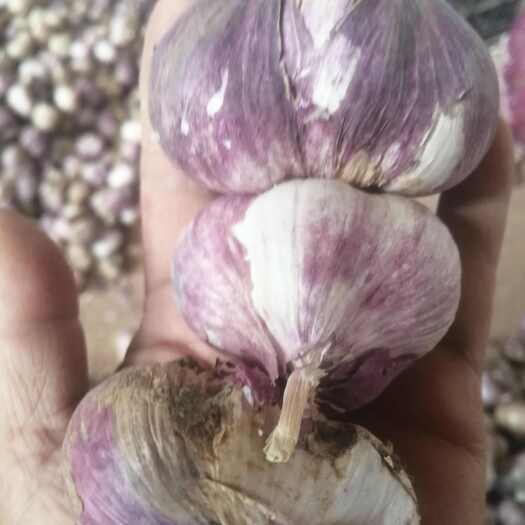 弥渡县云南大理紫皮三丫蒜干蒜