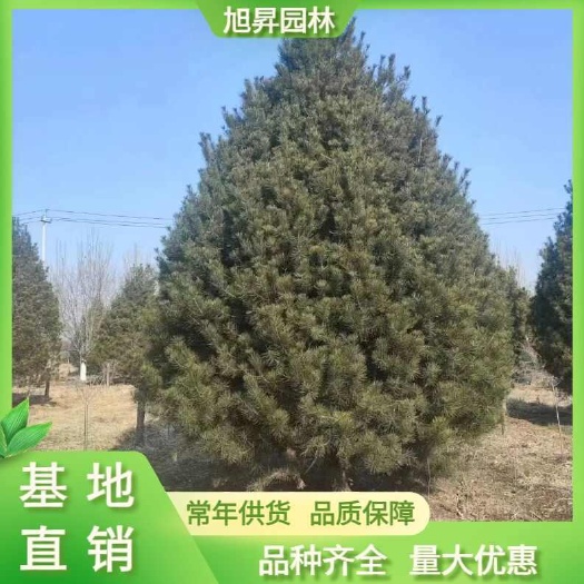 泰安泰安白皮松，3-4米白皮松，3.5米白皮松价格，基地直销
