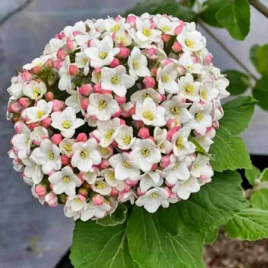 供红蕾雪球（大叶布克）木绣球小苗，浓香型，无中介