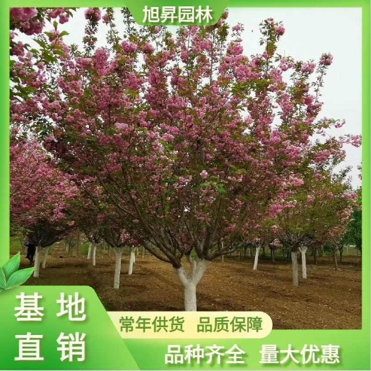 泰安日本晚樱，9公分日本晚樱价格，樱花基地，关山樱花 红樱花
