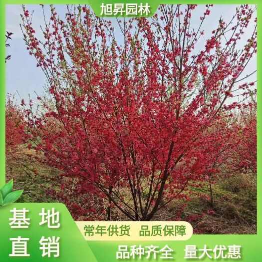 泰安15公分菊花碧桃，泰安观赏桃基地，满天红碧桃