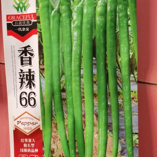 南阳辣椒种子香辣66线椒种子
