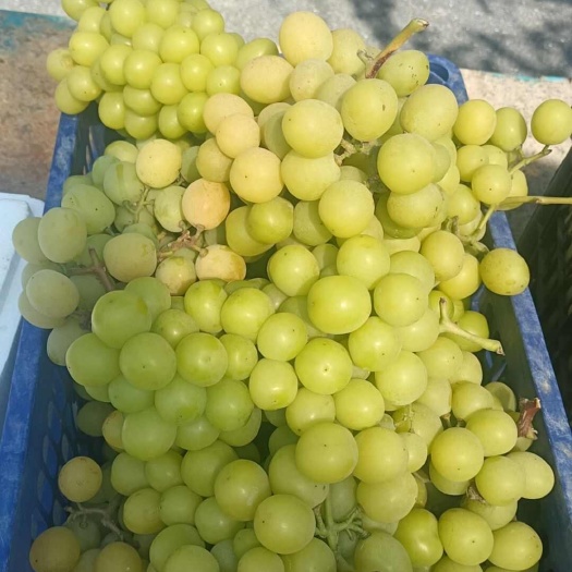 阳光玫瑰
