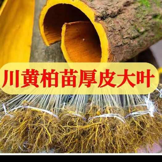 黄柏苗，四川厚皮黄柏苗，中药材经济林苗木。