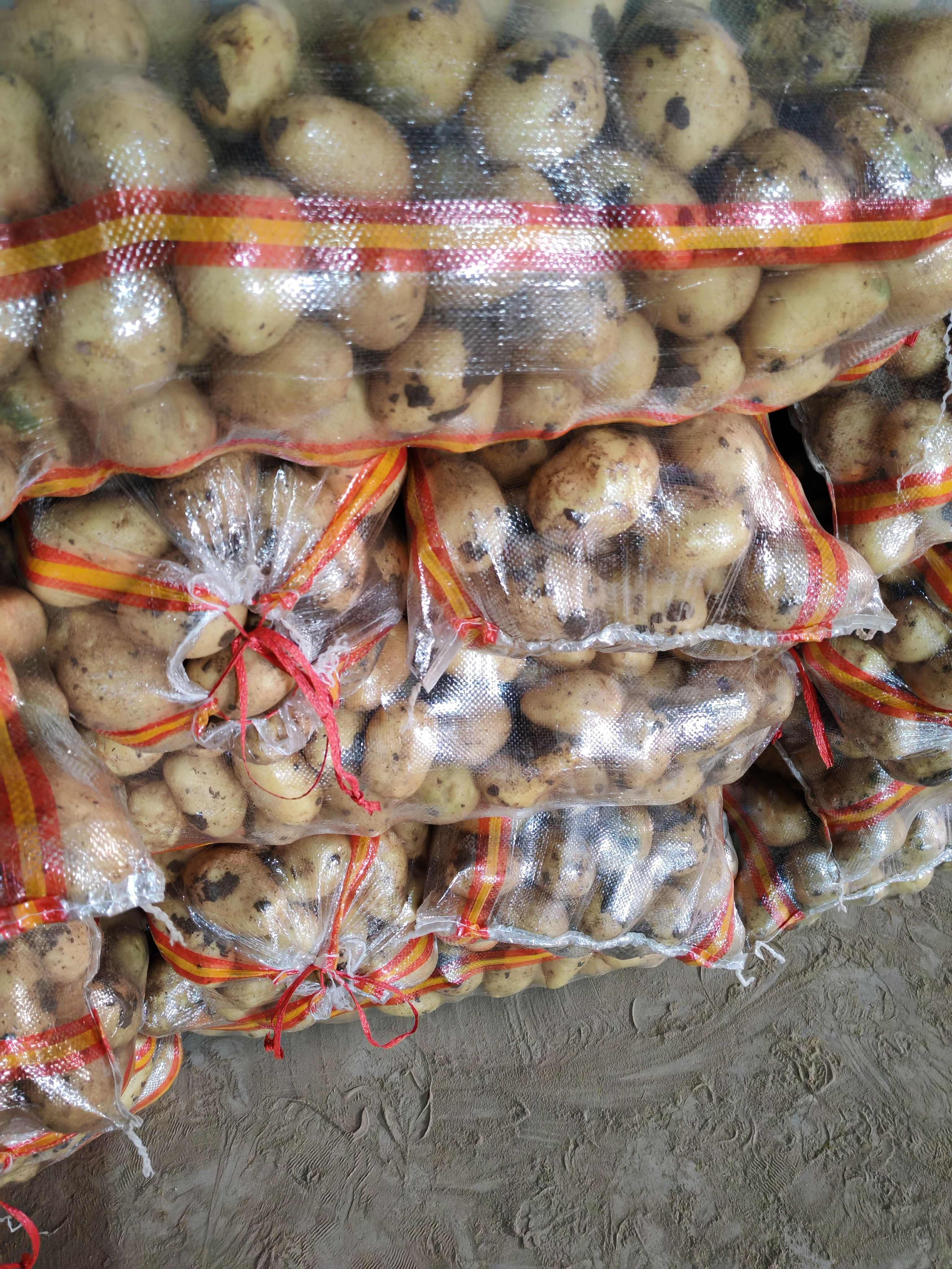 山东土豆内蒙土豆，济南，平阴土豆大量批发价格实惠。