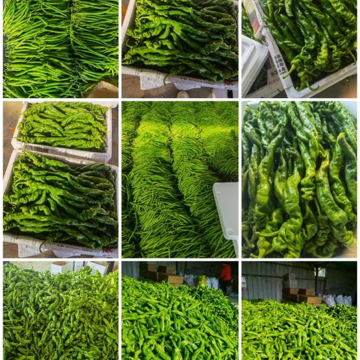 费县山东辣椒，电商货，市场货，超市货