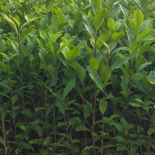 福云六号，茶树苗，一年杆插生苗，基地直发，诚信经营，欢迎订购