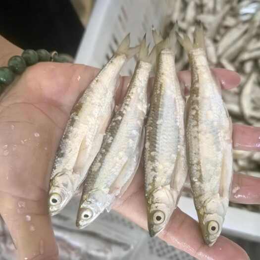 沛县白条鱼