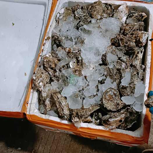 阳西县鲜活台山生蚝批发 源头直供质优价廉