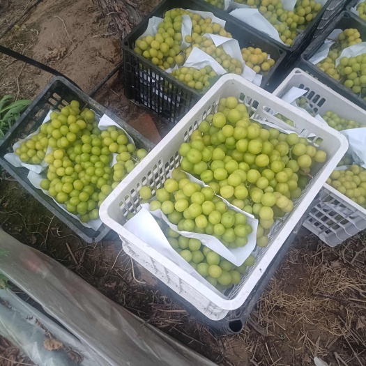 杭州阳光玫瑰