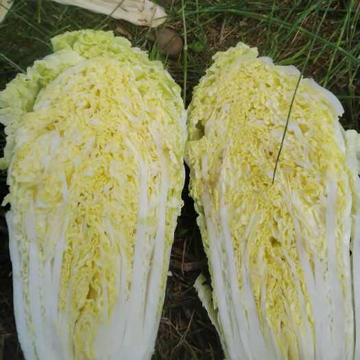 威宁县大白菜