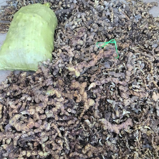 连南县黄精