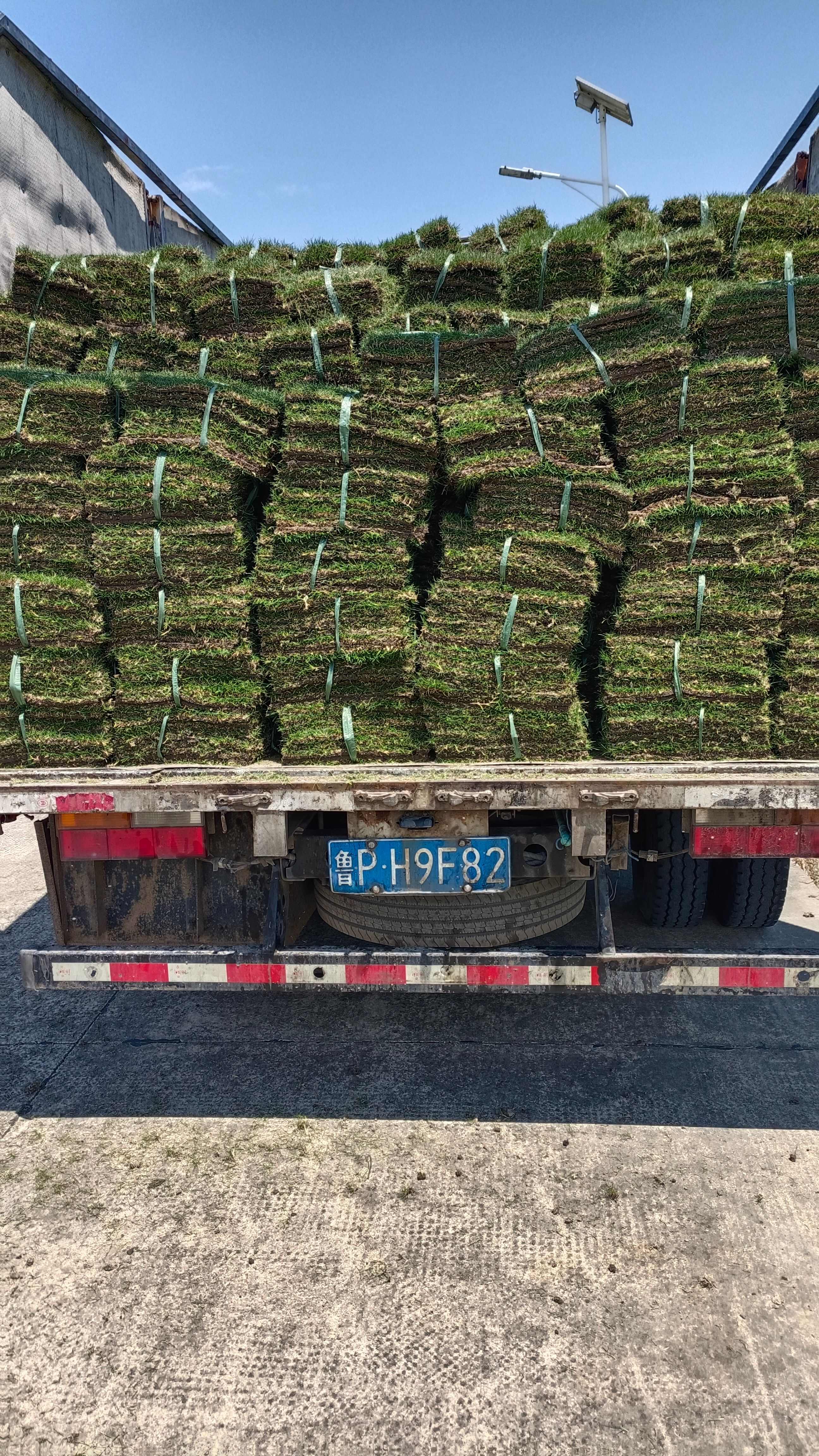 余姚市马尼拉草坪，耐践踏，耐寒，容易修剪，管理，