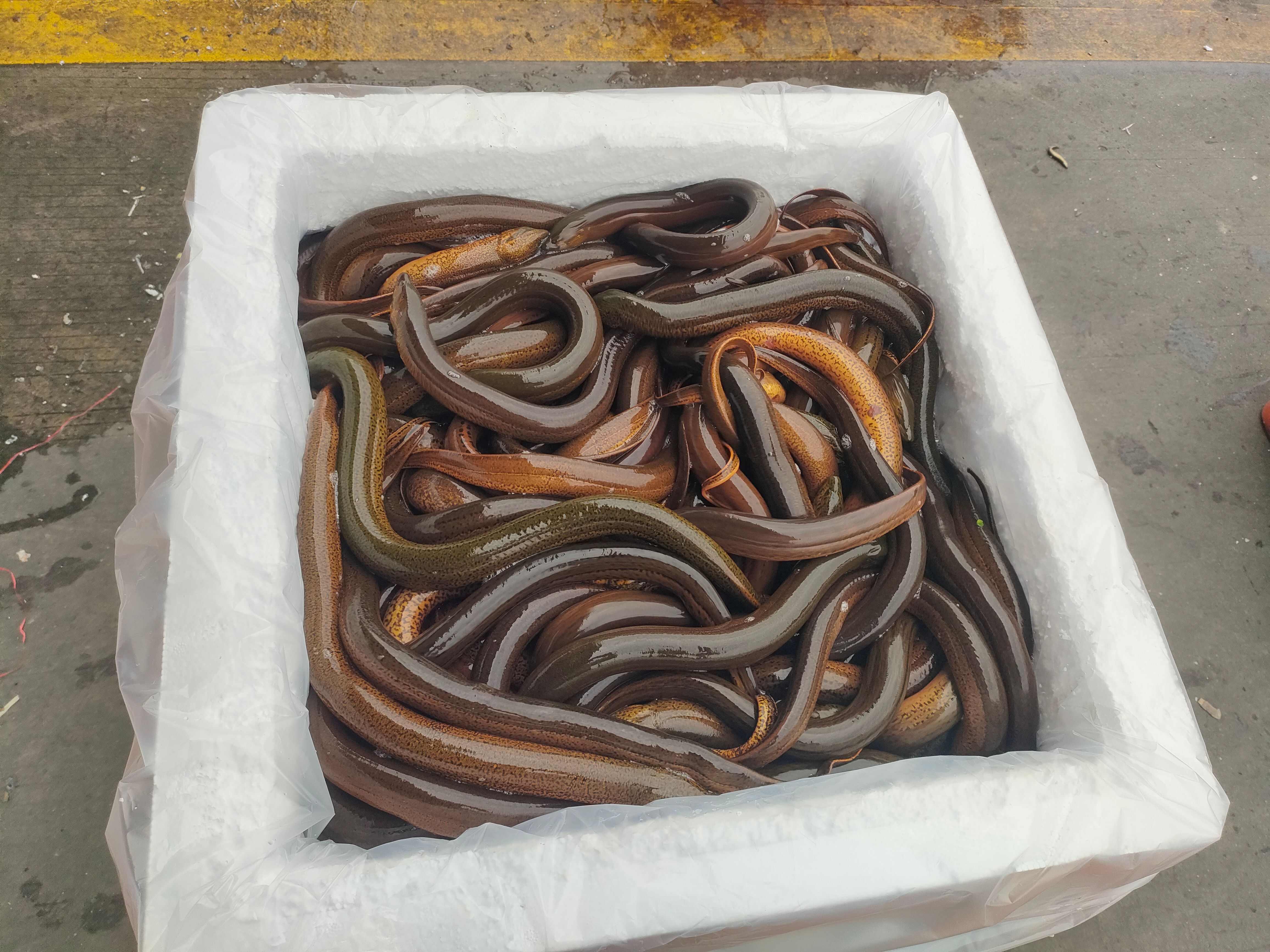 湖北黄鳝 稻田黄鳝鳝鱼自然生长 产地批发 源头供应