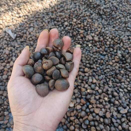 凤山县高山野生天然山茶果