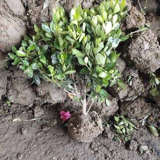 杭州夏鹃小苗夏鹃庭院绿化植物，欢迎电话咨询
