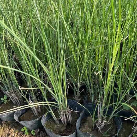 杭州细叶芒庭院绿化植物