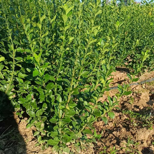沭阳县冬青卫矛球40/50冠幅    自产自销   量大从优