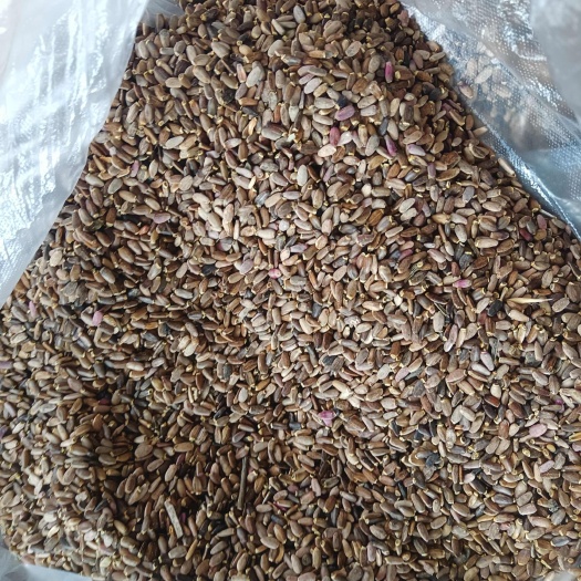 牙克石市水飞蓟中药材