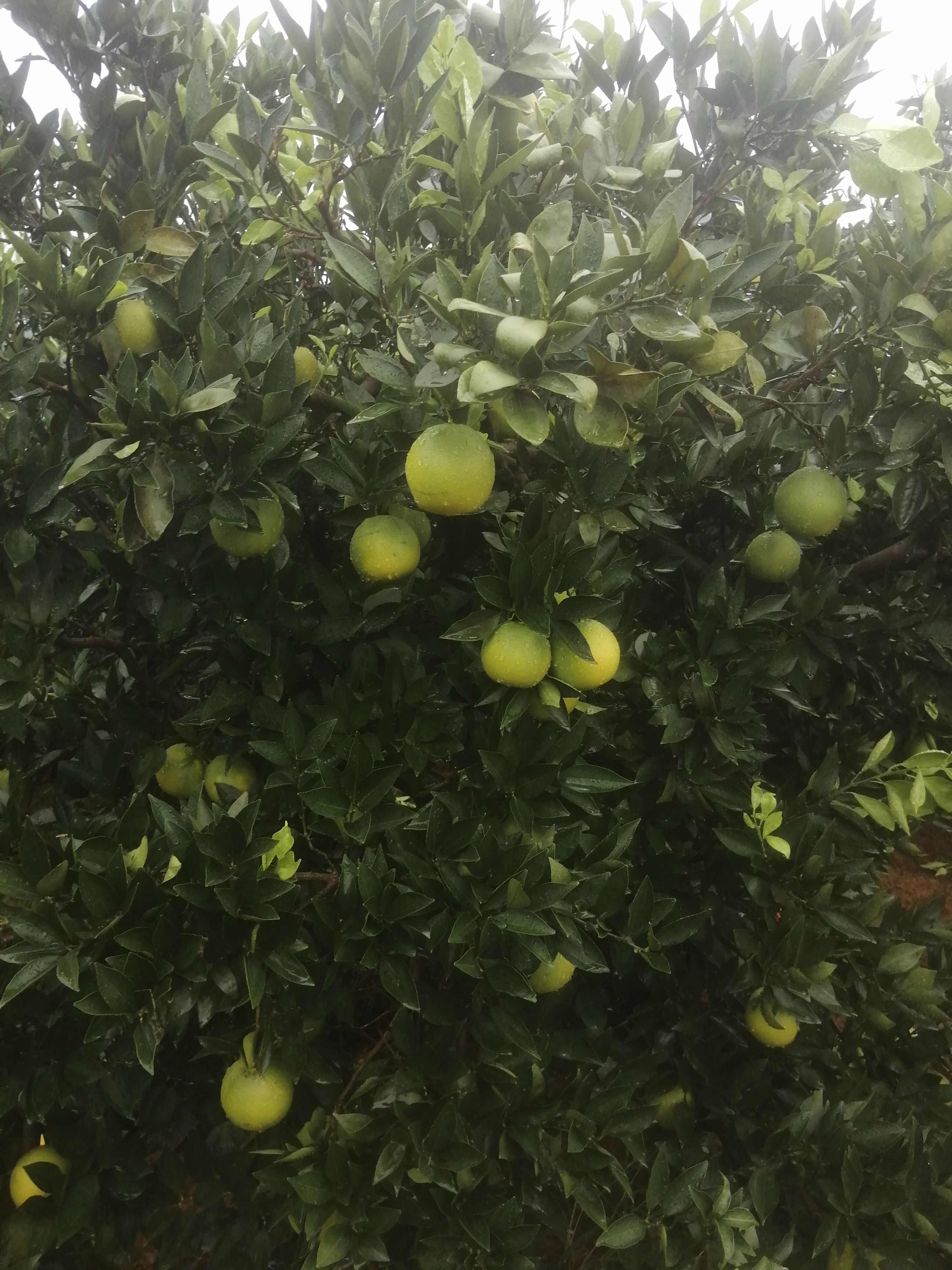 脆甜爽口，颜色火红，老少皆宜，