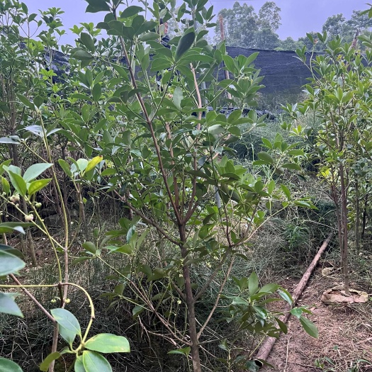 桂平市四年罗马东荣八角嫁接大杯苗