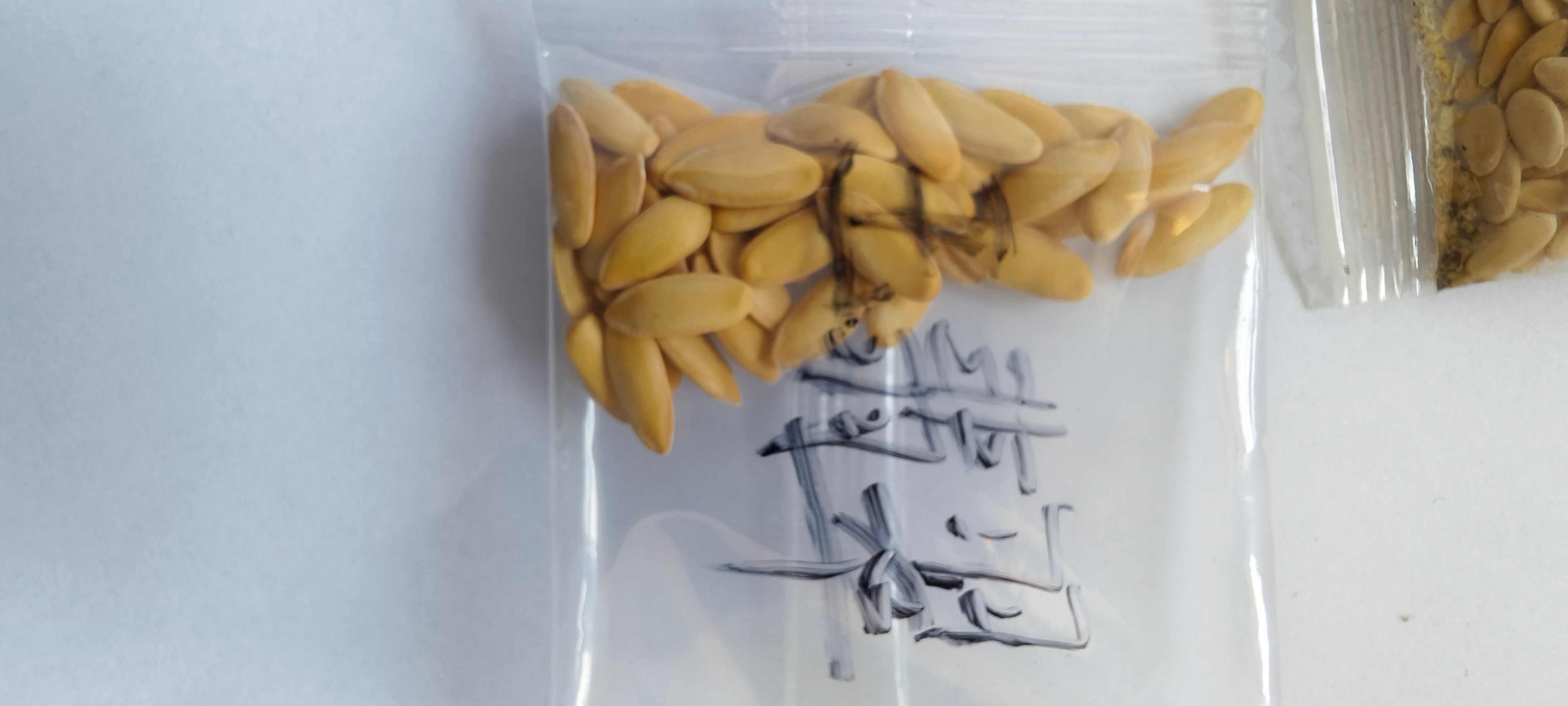 玉翡翠玉姑类型哈密瓜种子约200粒/袋