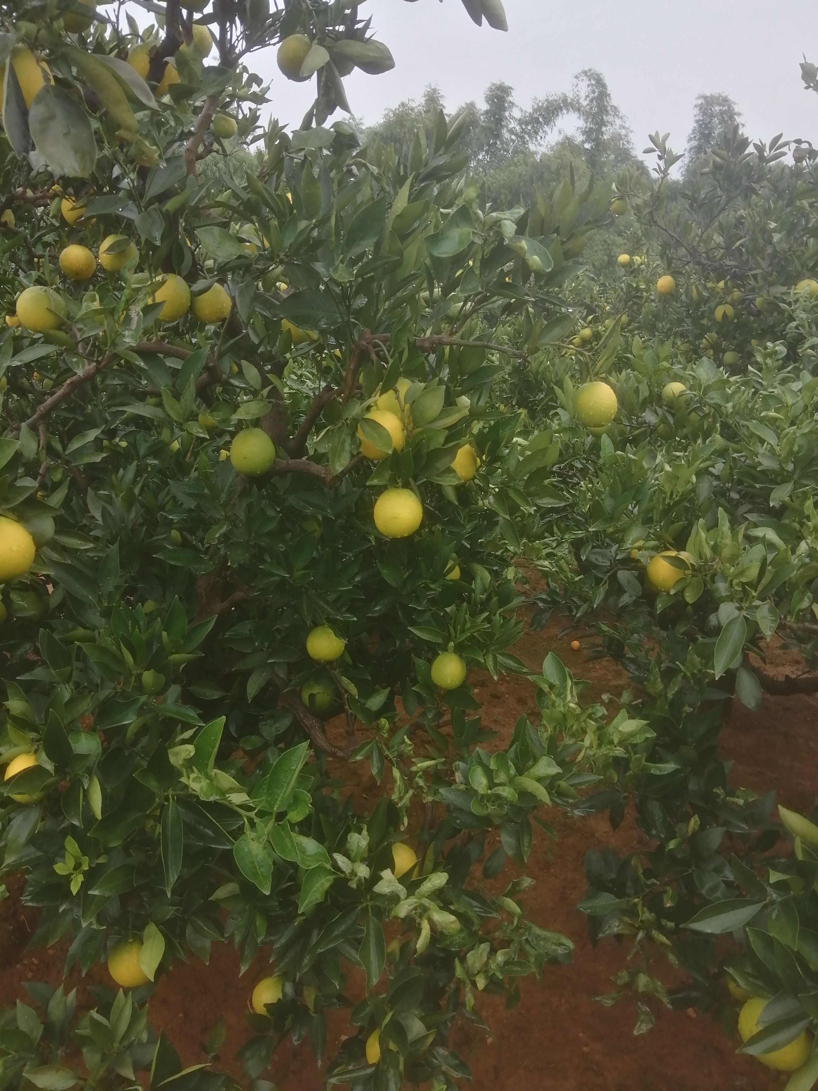 脆甜爽口，颜色火红，老少皆宜，