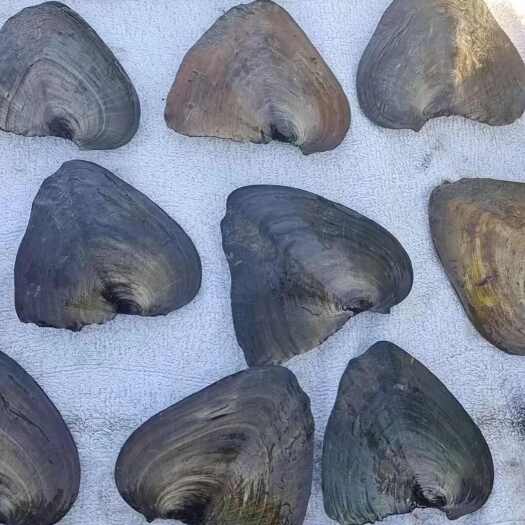 芜湖三角蚌珍珠蚌 青年蚌 春蚌 青壳白蚌尺寸为8～11cm