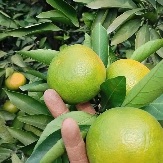 资中县蜜桔