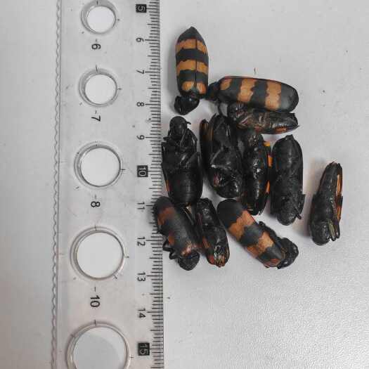 亳州班毛 斑蟊 斑猫 花壳虫 全虫斑 蝥 斑毛虫