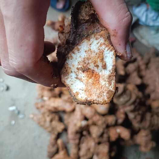 梧州梧州本地甘甜，白肉土茯苓，又叫硬饭头