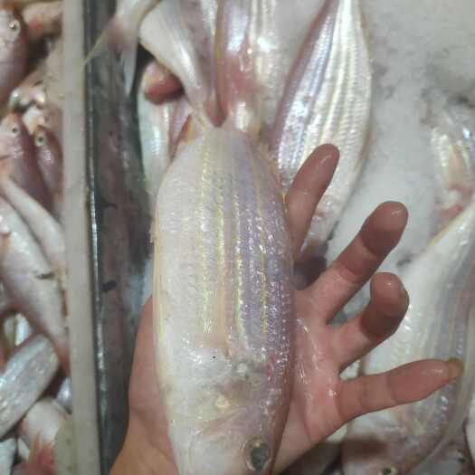 北海广西北海新鲜