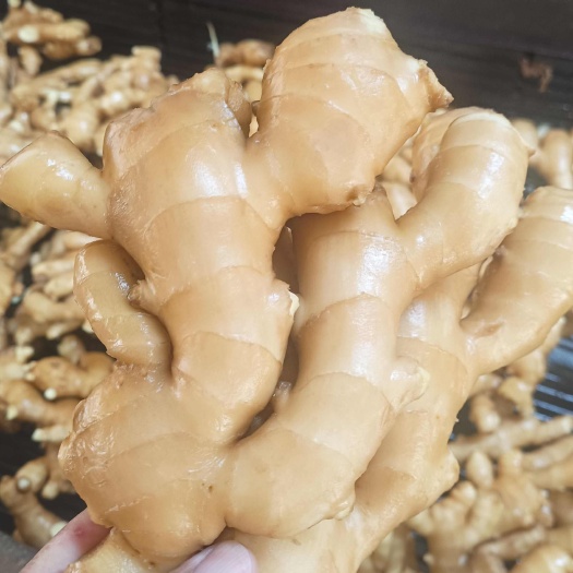 山东省济南市莱芜区新鲜水洗大黄姜蔬菜生姜农产品直发
