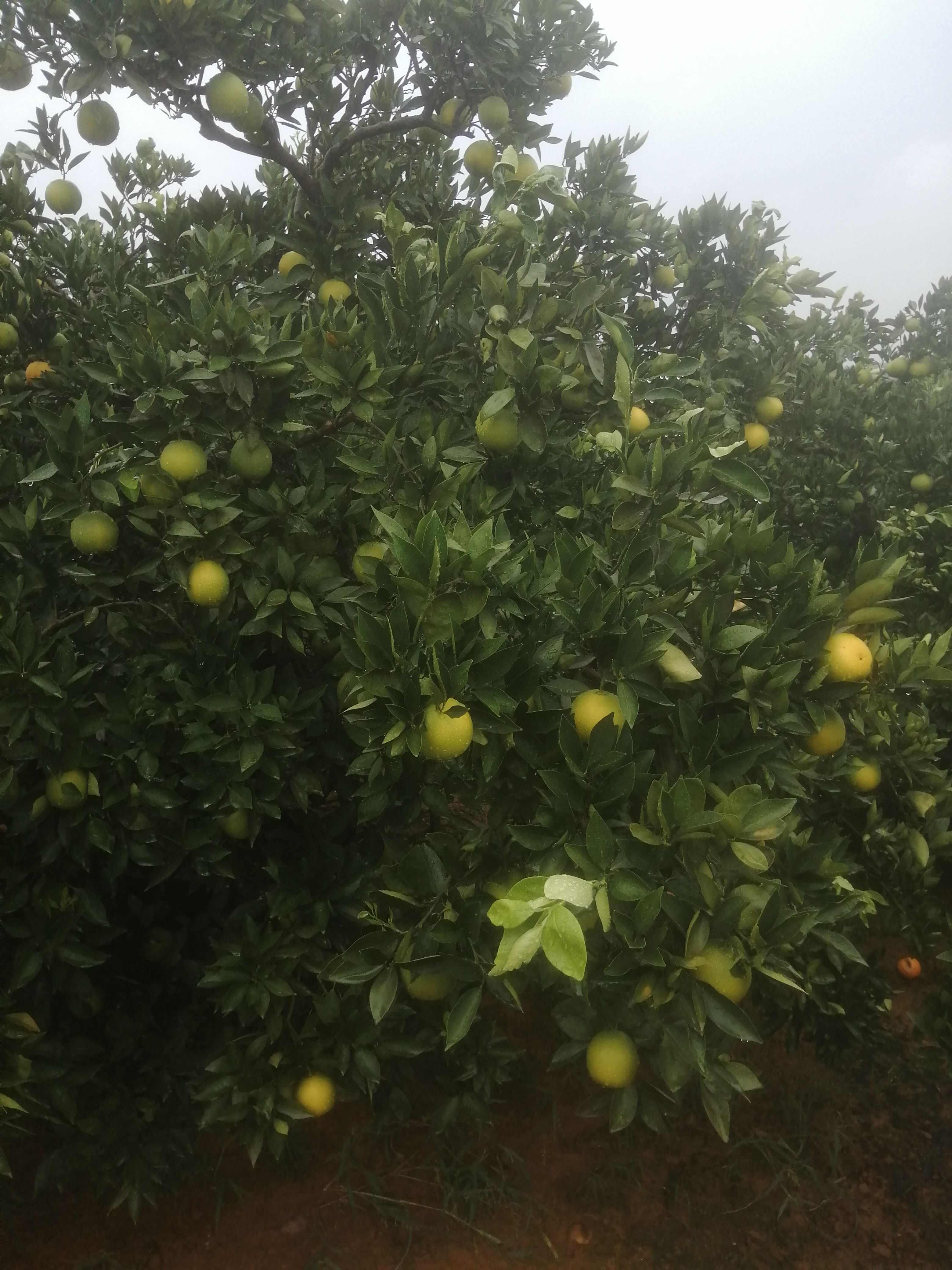 脆甜爽口，颜色火红，老少皆宜，