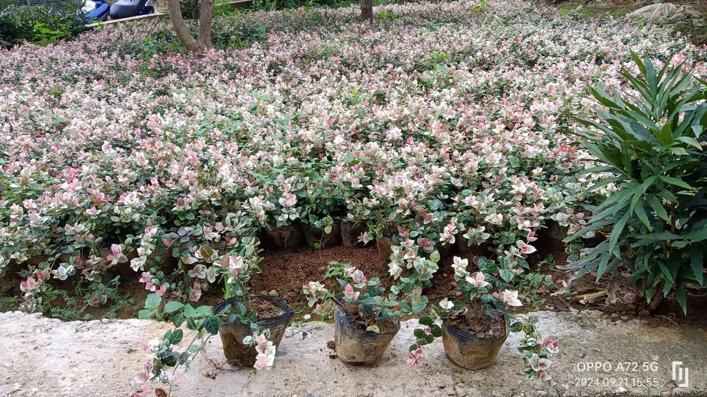 花叶络石，大盆苗，杯苗，地苗，低价批发中