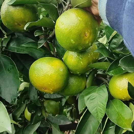 资中县蜜桔