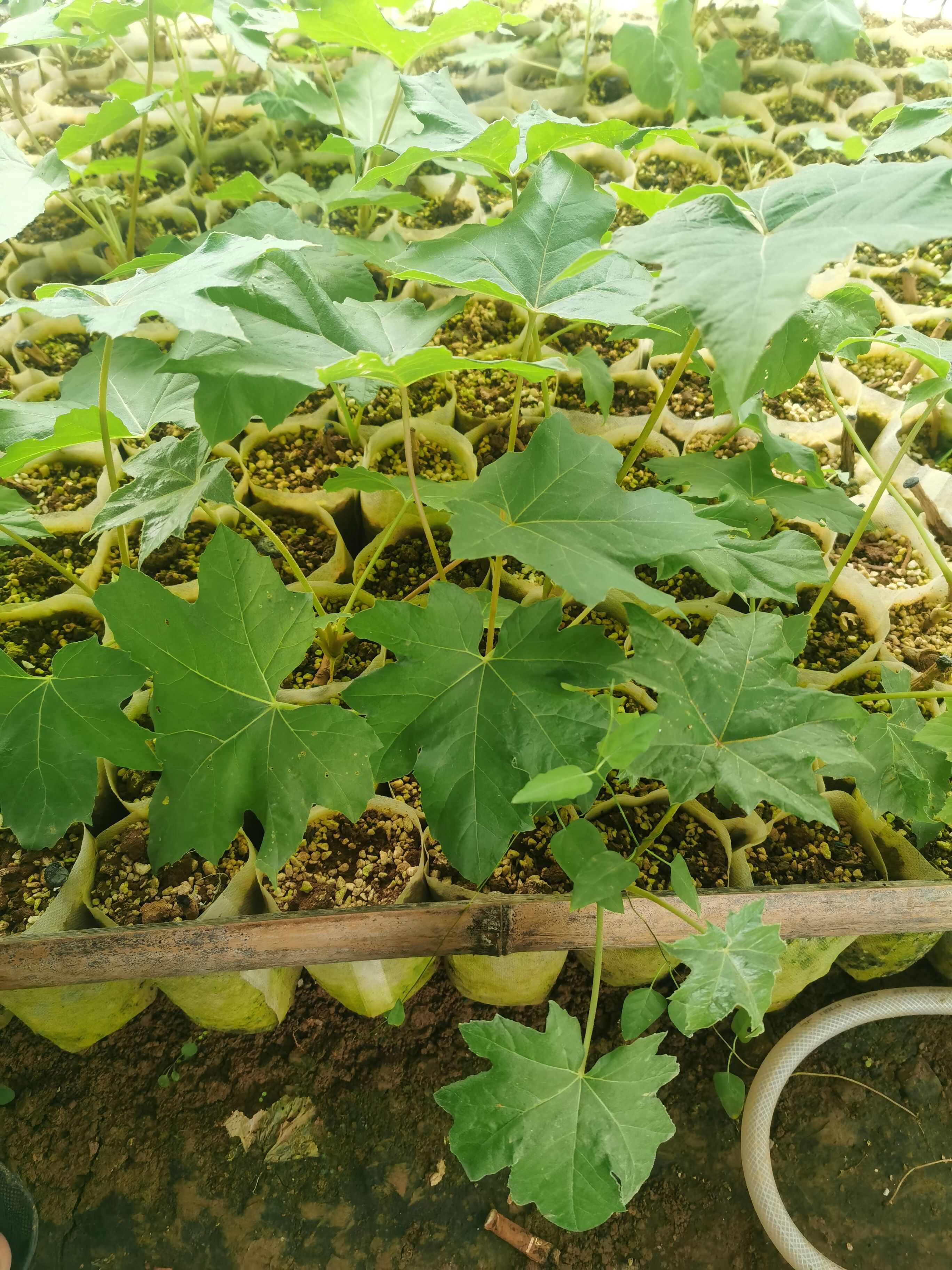 通草苗营养钵 营养袋营养杯大通草苗 通花杆营养袋苗