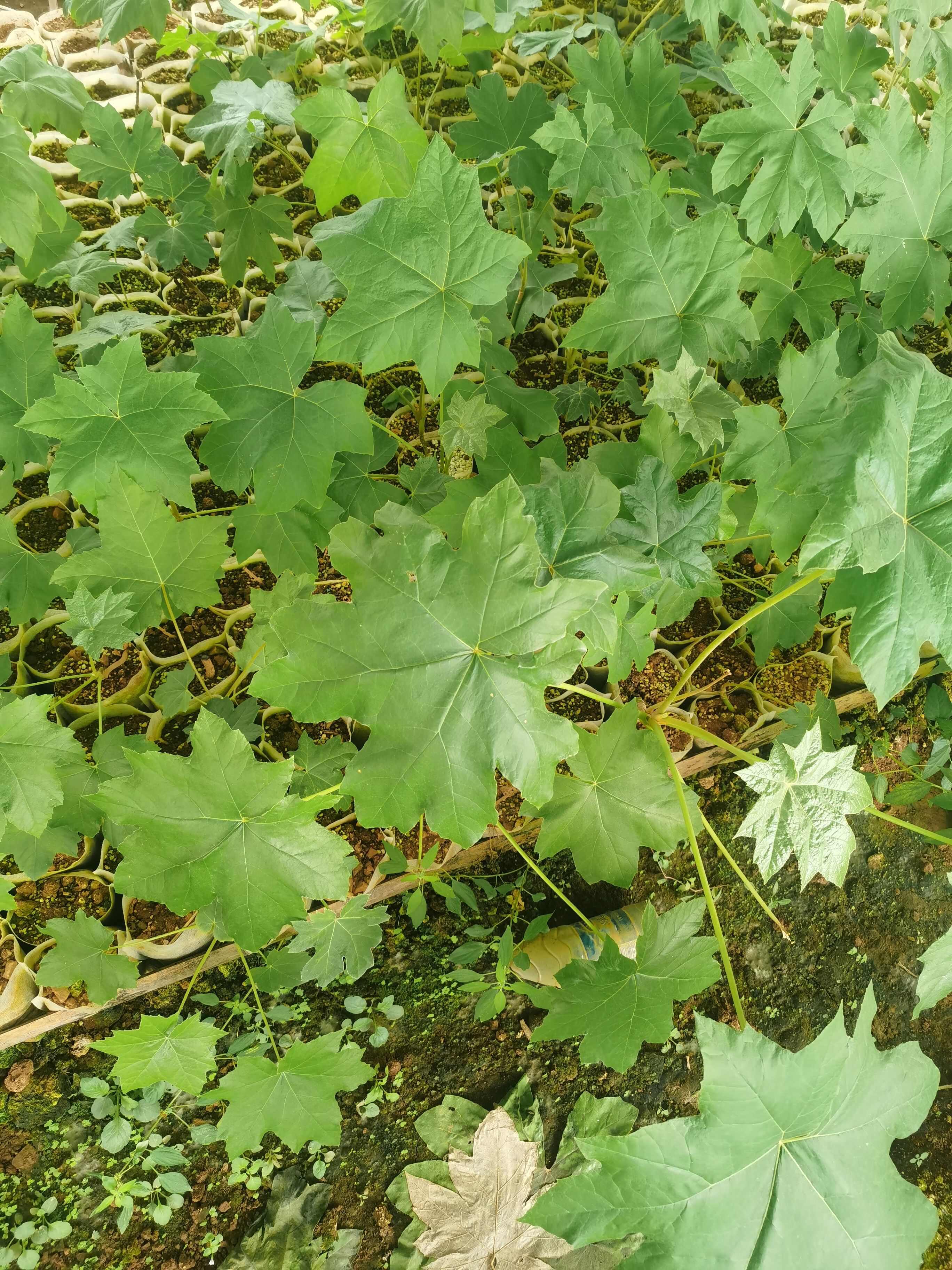 通草苗营养钵 营养袋营养杯大通草苗 通花杆营养袋苗