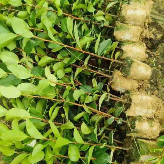 兴国县油茶树苗
