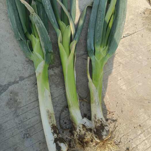 无极县鸡腿大葱
