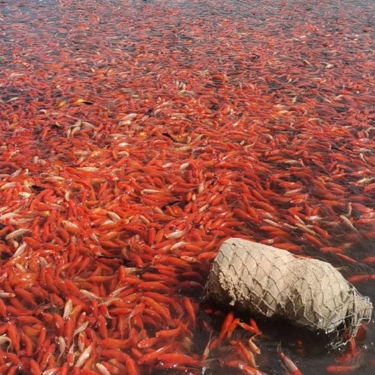 磁县红鲤鱼