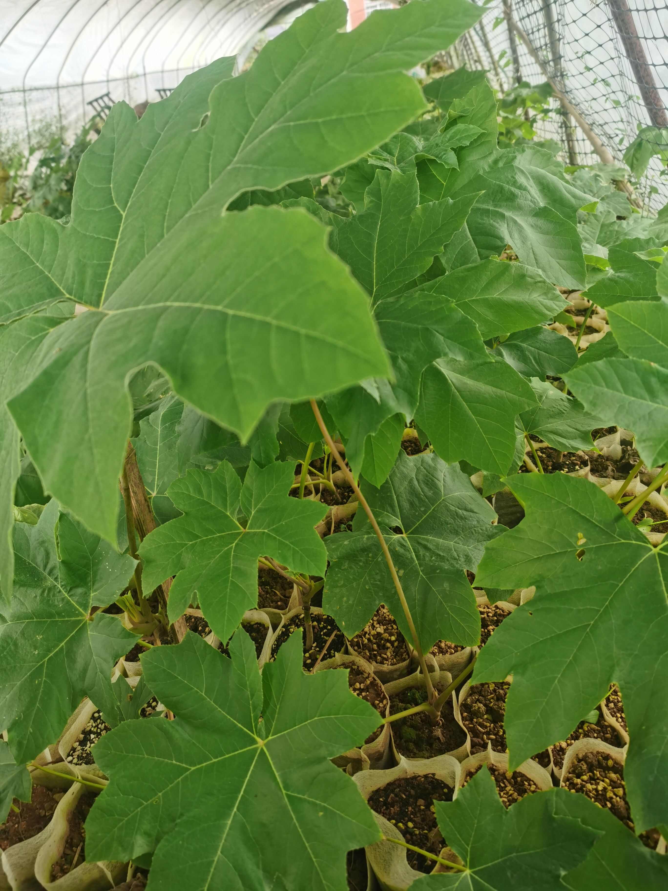 通草苗营养钵 营养袋营养杯大通草苗 通花杆营养袋苗