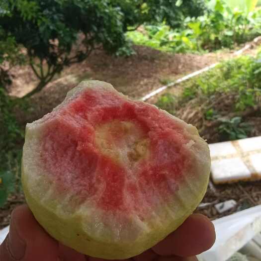 廉江市红心芭乐，一件代发，代办