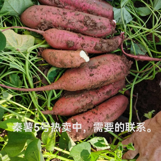 平乡县秦薯5号面、香、甜、薯型好，价格低，100万斤待售。
