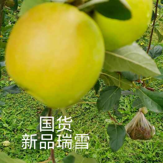 昭通昭通瑞雪苹果自产自销自然成熟