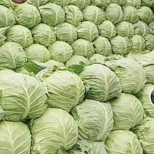 通许县精品甘蓝大量供应，全国代发