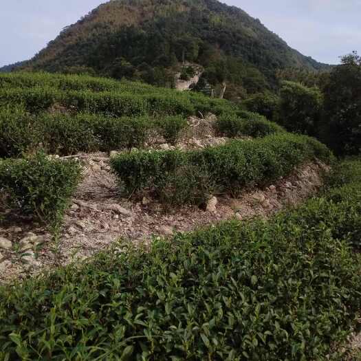 建瓯市岩茶